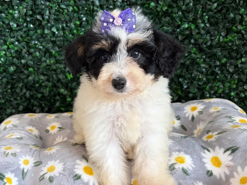 Mini Aussiepoo Puppy, Female, Black Tri, #945 – photo 2
