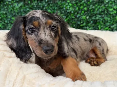 Dachshund puppy available at Wags About You