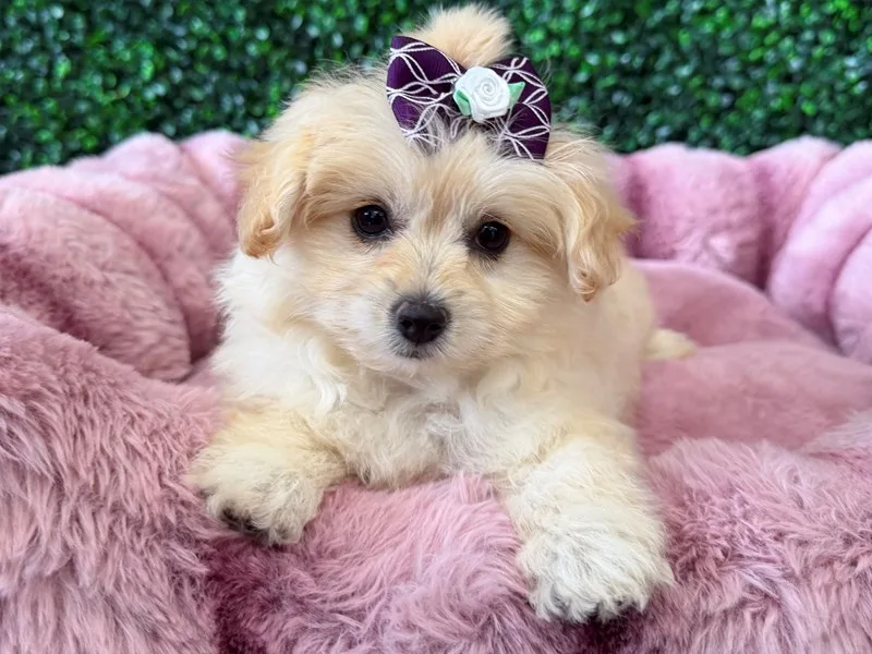 Pomapoo Puppy, Female, #2223
