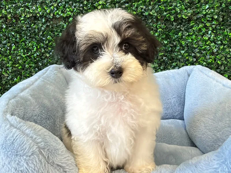 Maltipoo Puppy, Male, #2267