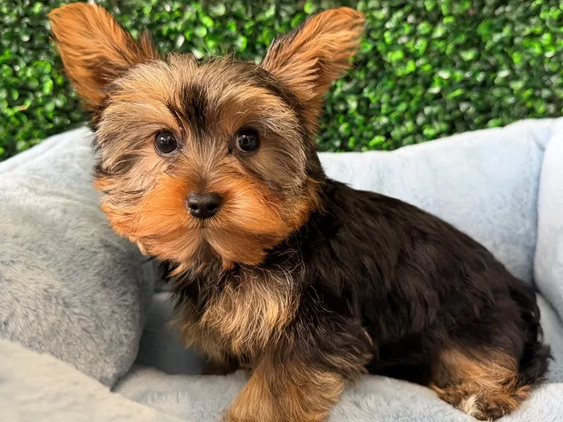 Yorkshire Terrier Puppy, Male, Black and Tan, #2293 – photo 2