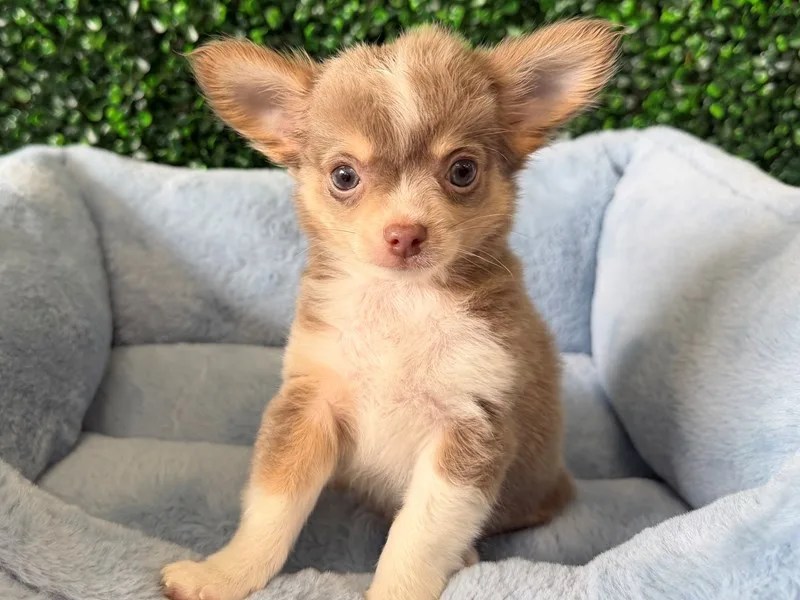 Chihuahua Puppy, Male, #951