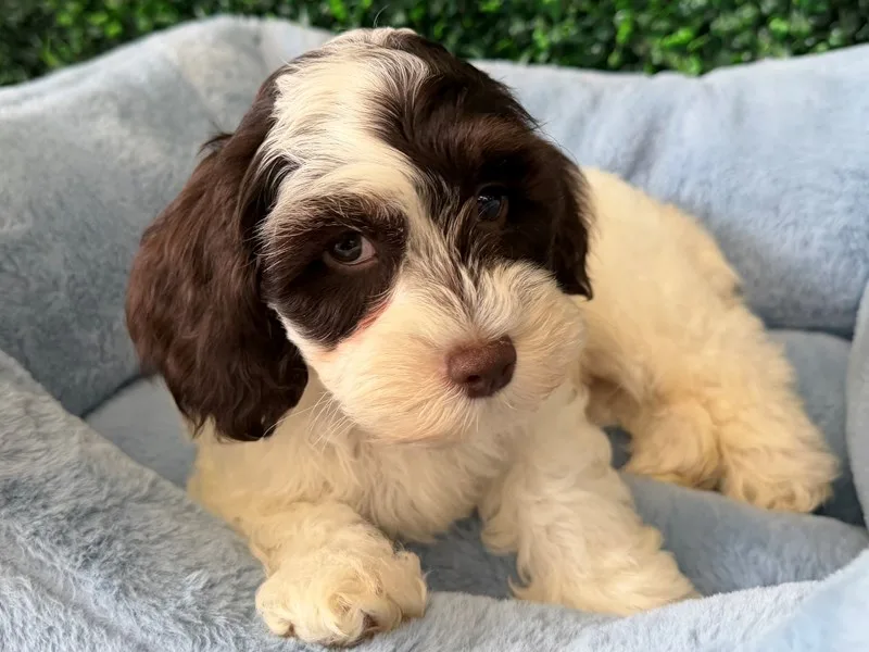 Cockapoo Puppy, Male, #2242 – photo 2