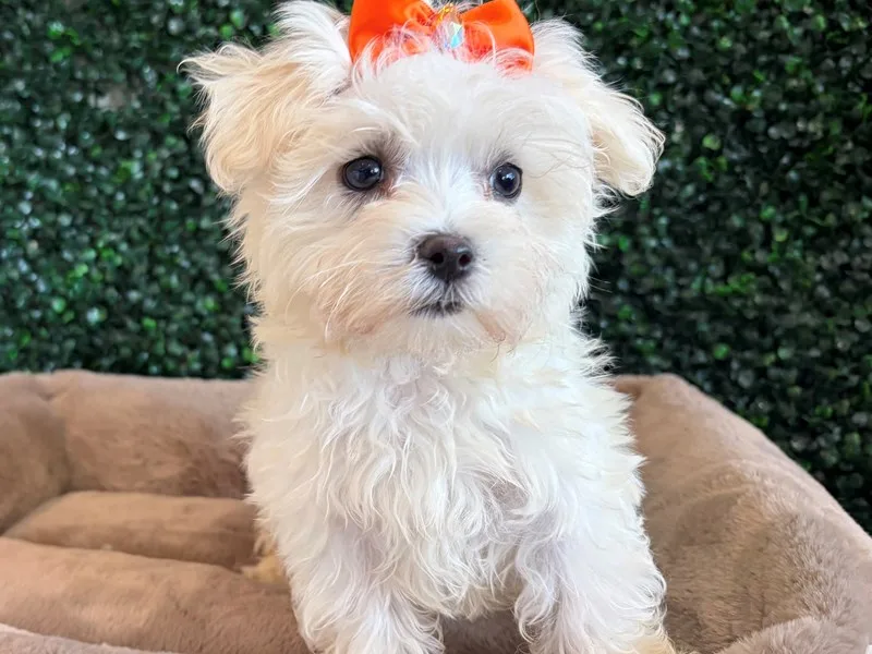 Maltese Puppy, Female, White, #985