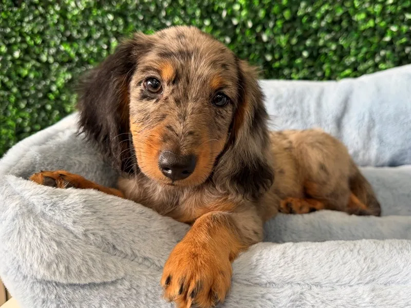 Mini Dachshund Puppy, Male, Blue Merle, #956