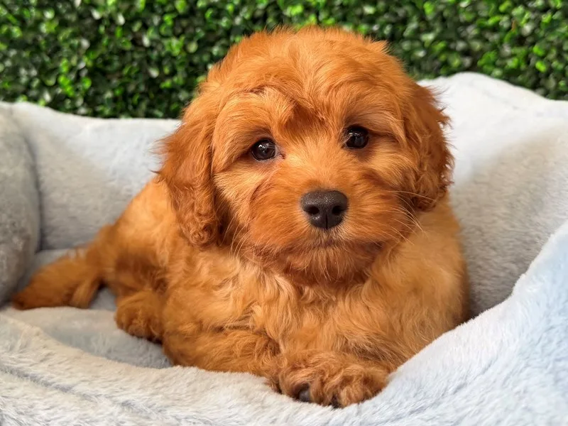 Cavapoo Puppy, Male, Apricot, #952 – photo 2