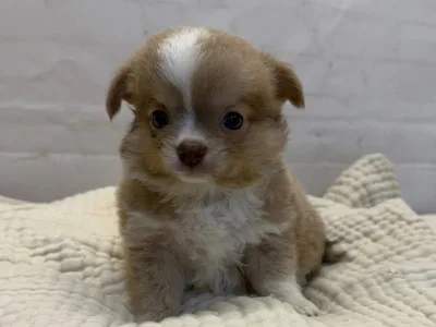 Chihuahua puppy available at Wags About You