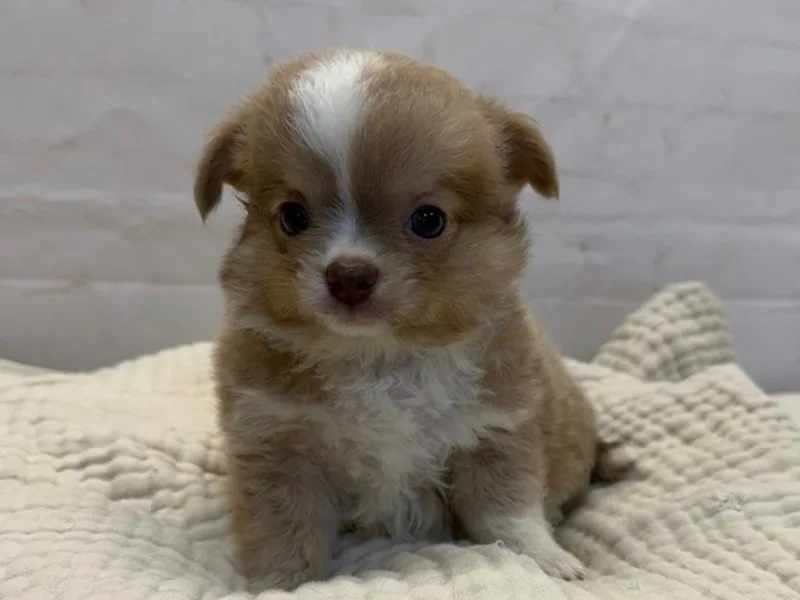 Chihuahua Puppy, Male, #2227