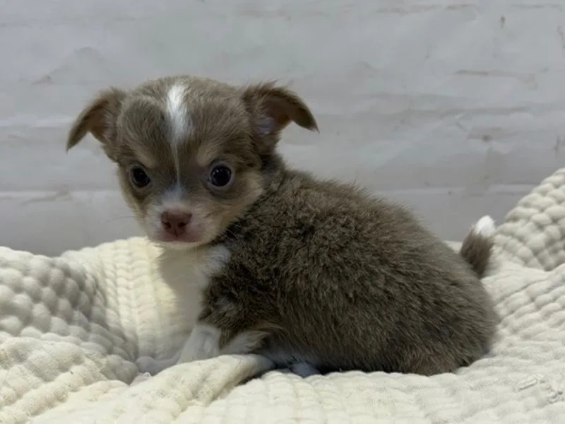 Chihuahua Puppy, Male, #2226
