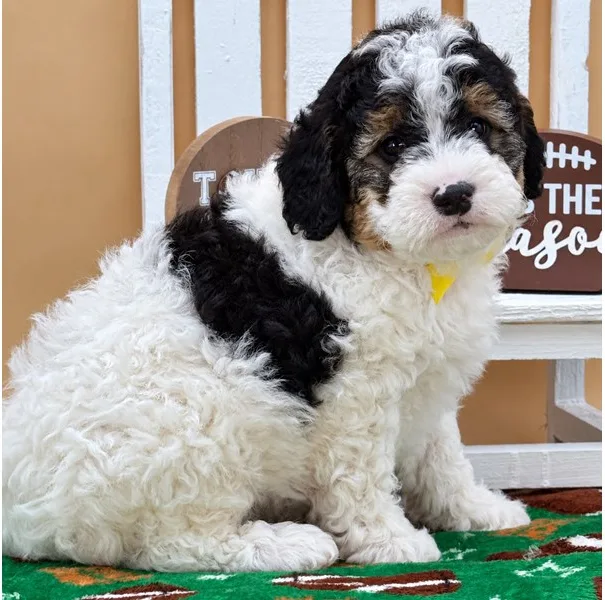 Mini Bernedoodle Puppy, Male, Tri Color, #970