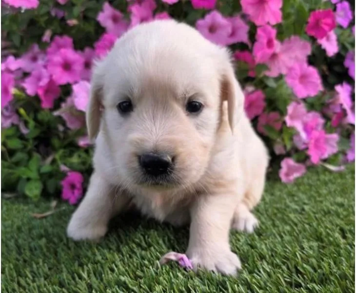 Golden Retriever Puppy, Female, Cream, #2229