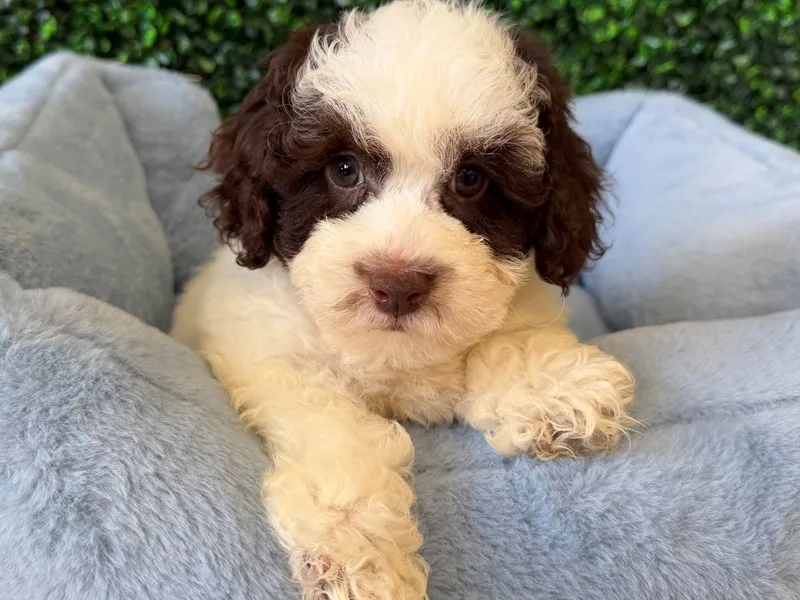 Cockapoo Puppy, Male, Choc Parti, #2274