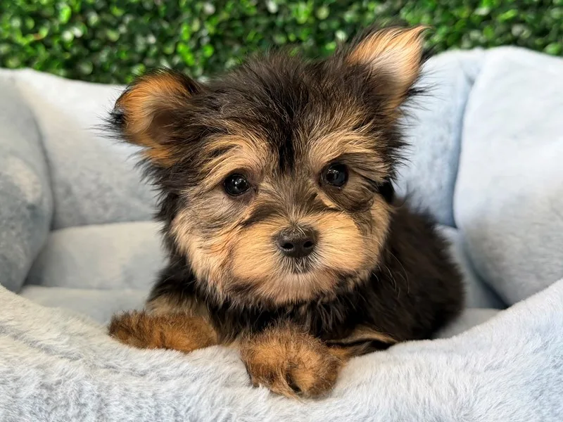 Morkie Puppy, Male, #915 – photo 2