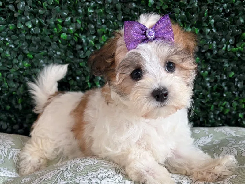 Maltipoo Puppy, Female, #974