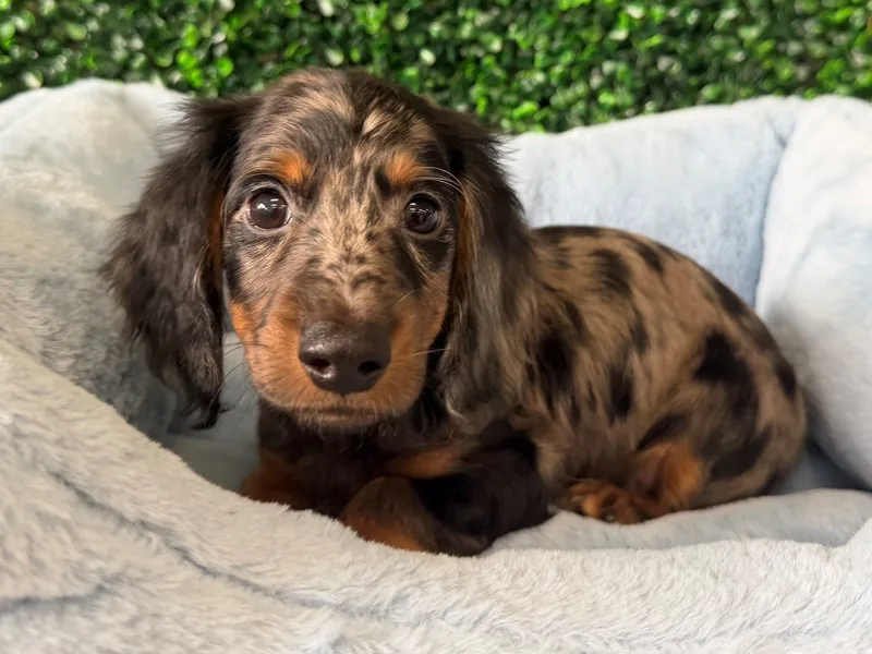Mini Dachshund Puppy, Male, Dapple, #954 – photo 2
