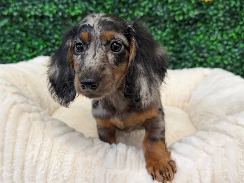 Mini Dachshund Puppy, Female, Blue Merle, #959 – photo 2