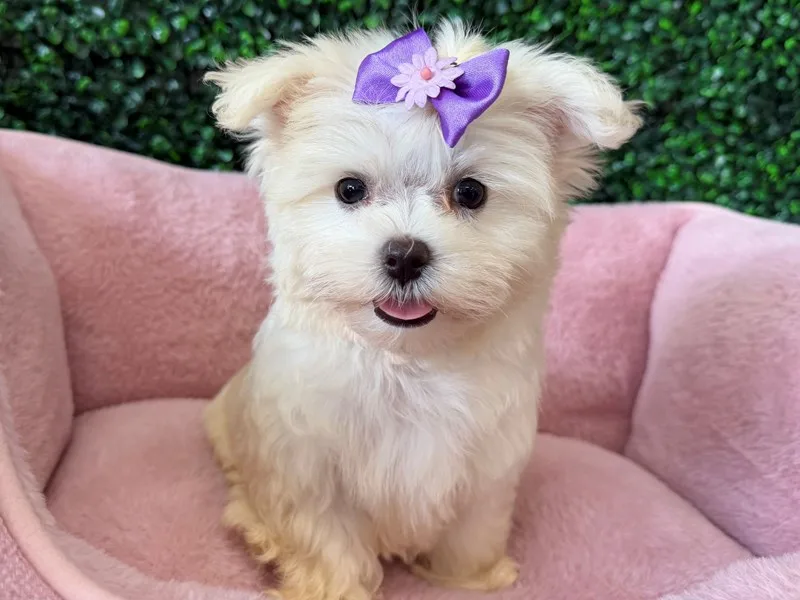 Maltese Puppy, Female, White, #2283 – photo 2