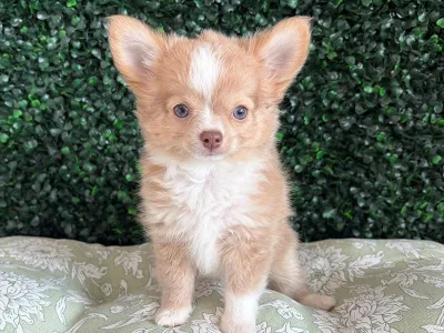 Chihuahua puppy available at Wags About You