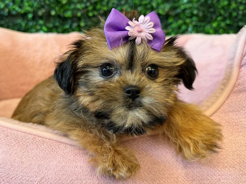 Shorkie Puppy, Female, #990 – photo 4