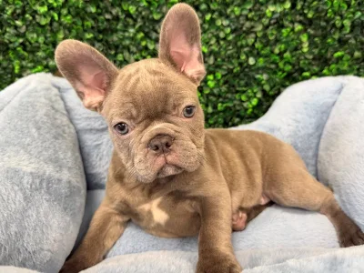 French Bulldog puppy available at Wags About You