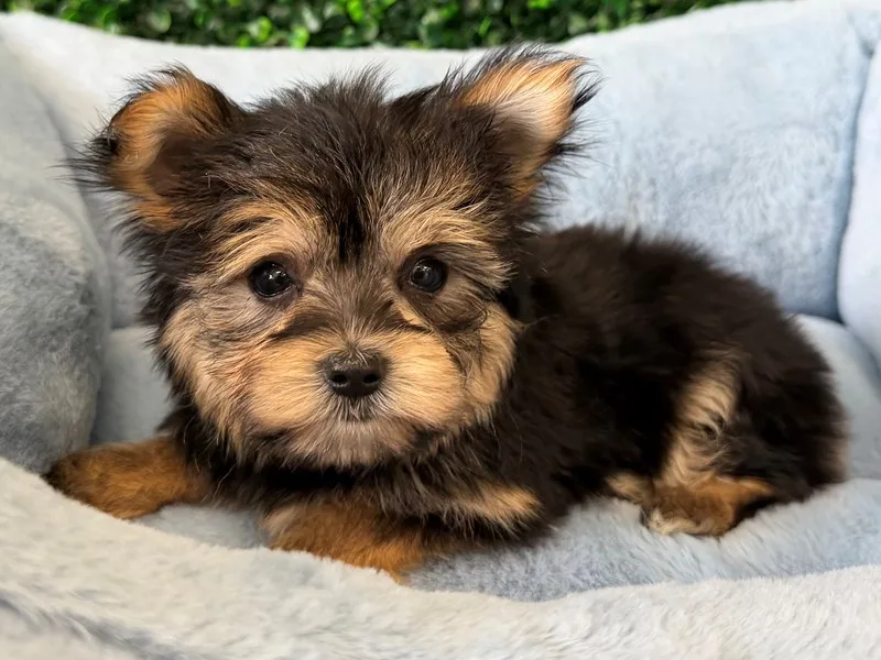 Morkie Puppy, Male, #915 – photo 3