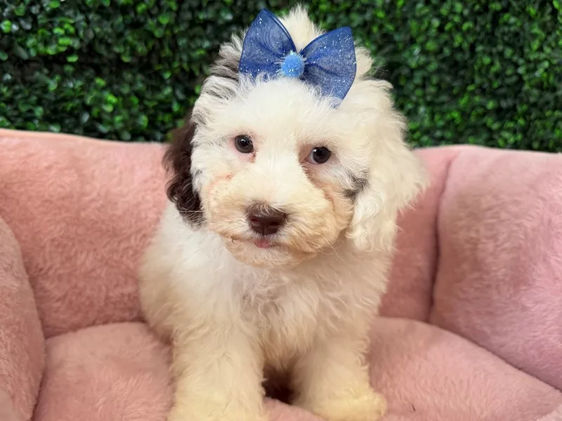 Cockapoo Puppy, Female, Chocolate and White, #942