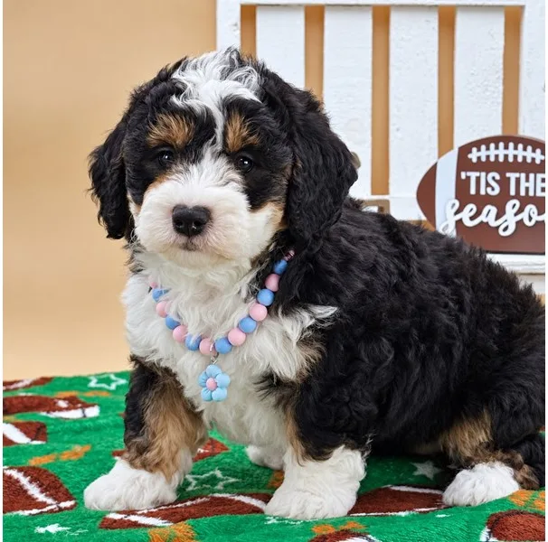 Mini Bernedoodle Puppy, Female, Tri Color, #968