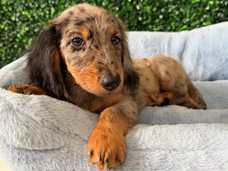 Mini Dachshund Puppy, Male, Blue Merle, #956 – photo 2