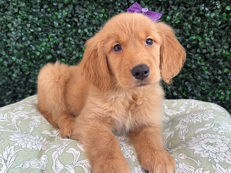 Golden Retriever Puppy, Female, Golden, #921