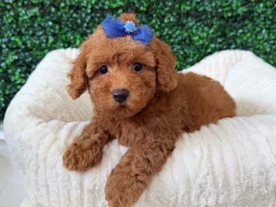 Miniature Poodle puppy available at Wags About You