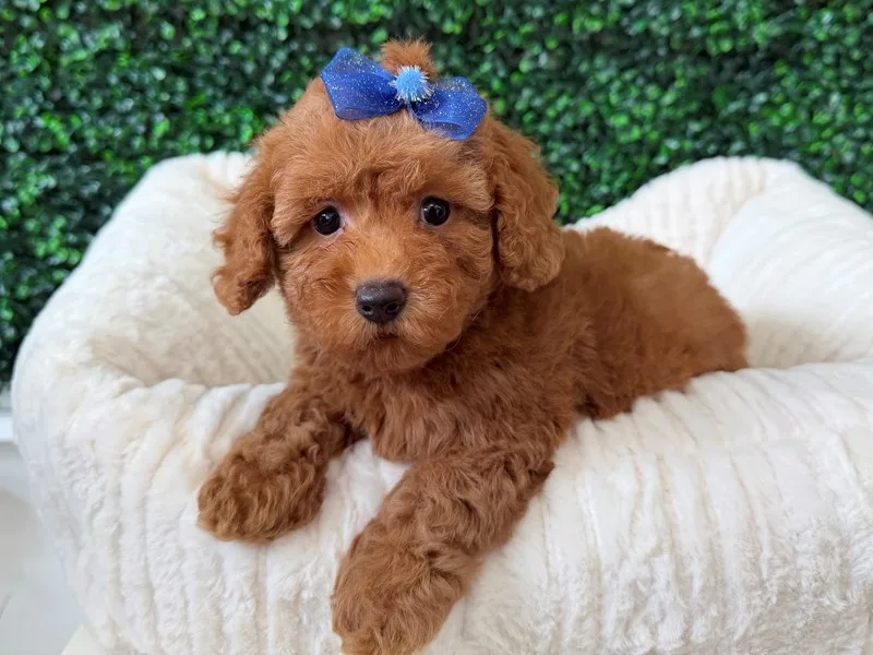 Mini Poodle Puppy, Female, Red, #960