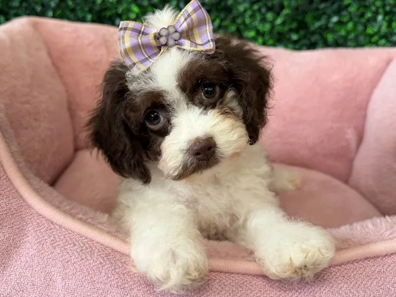 Cockapoo Puppy, Female, Chocolate and White, #2245