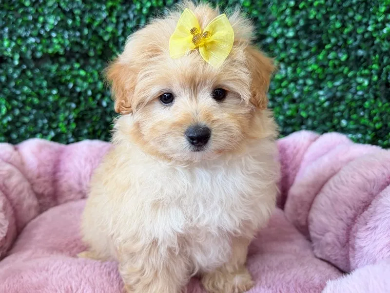 Pomapoo Puppy, Female, #2222 – photo 2