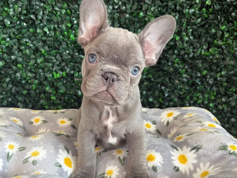 French Bulldog Puppy, Female, Lilac, #948
