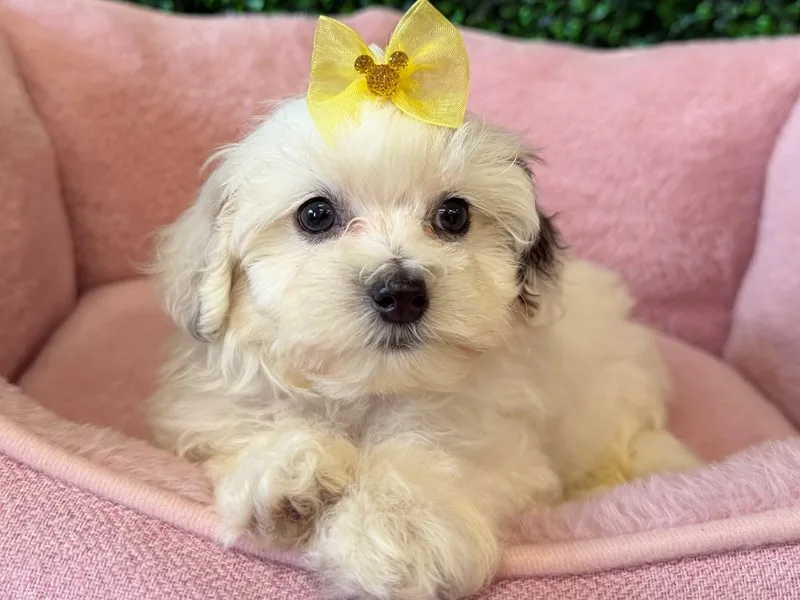 Maltipoo Puppy, Female, #2285 – photo 2