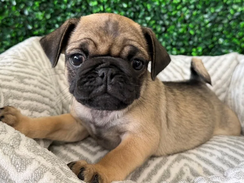 Pug Puppy, Female, Fawn, #2253