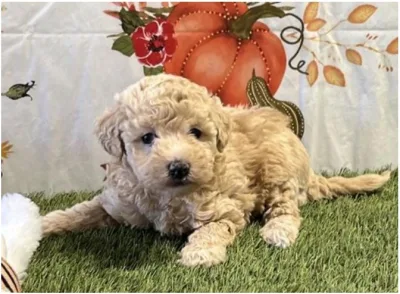 Maltipoo puppy available at Wags About You