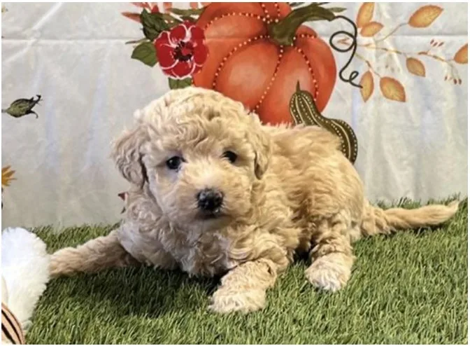 Maltipoo Puppy, Female, #2260