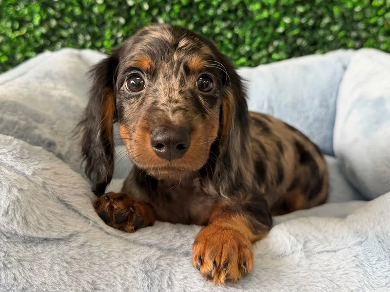 Mini Dachshund Puppy, Male, Dapple, #954
