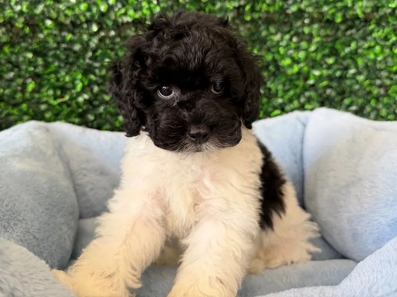 Toy Poodle Puppy, Male, Black and White, #2281