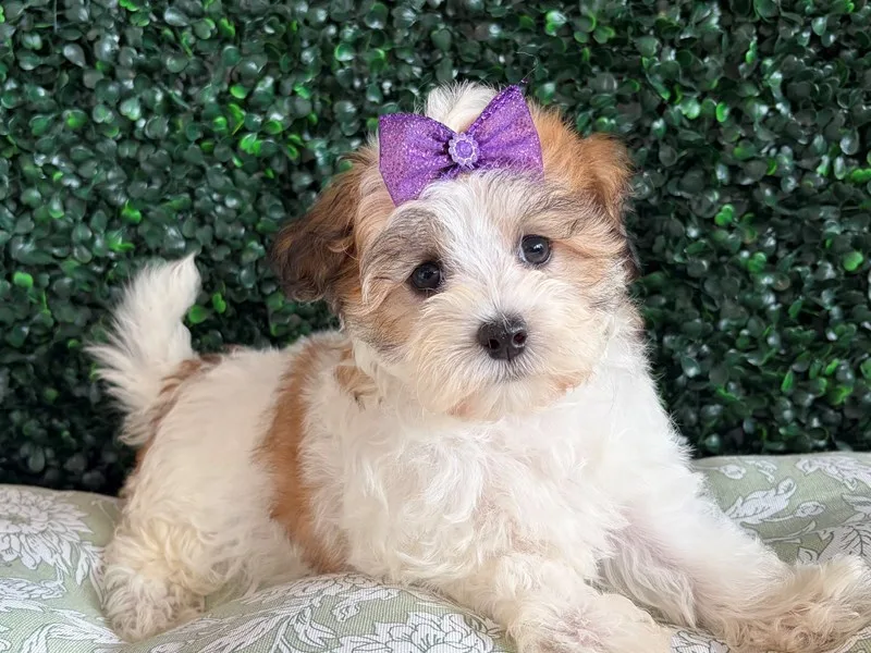 Maltipoo Puppy, Female, #974 – photo 2