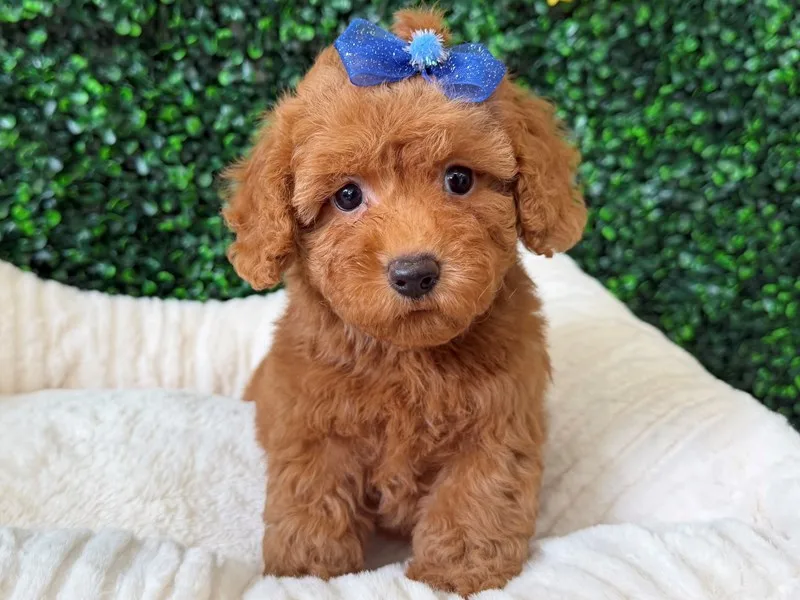 Mini Poodle Puppy, Female, Red, #960 – photo 2