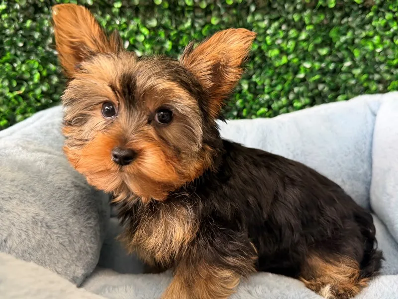 Yorkshire Terrier Puppy, Male, Black and Tan, #2293