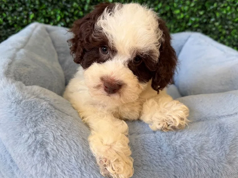Cockapoo Puppy, Male, Choc Parti, #2274 – photo 2