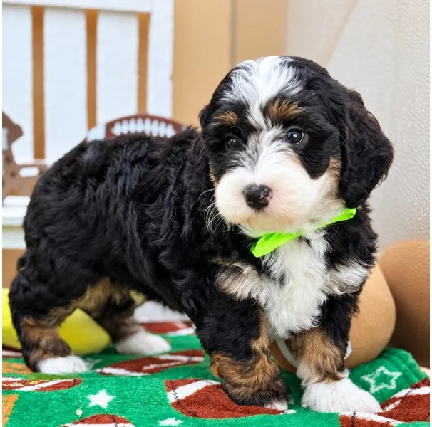 Mini Bernedoodle Puppy, Male, Tri Color, #969