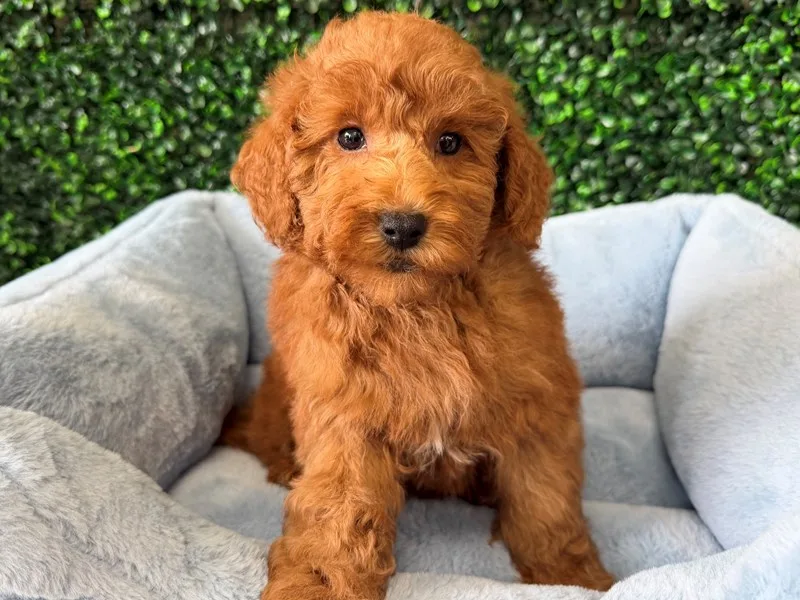 Mini Goldendoodle Puppy, Male, Red, #2288 – photo 2