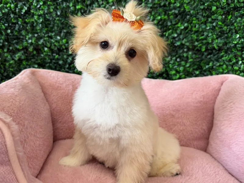 Pomapoo Puppy, Female, #2223