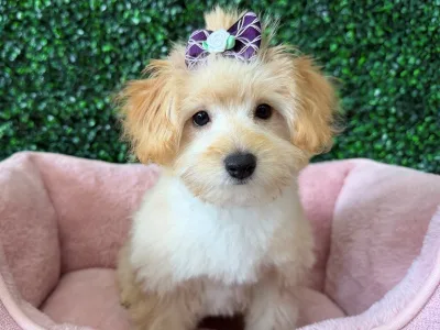 Pomapoo puppy available at Wags About You