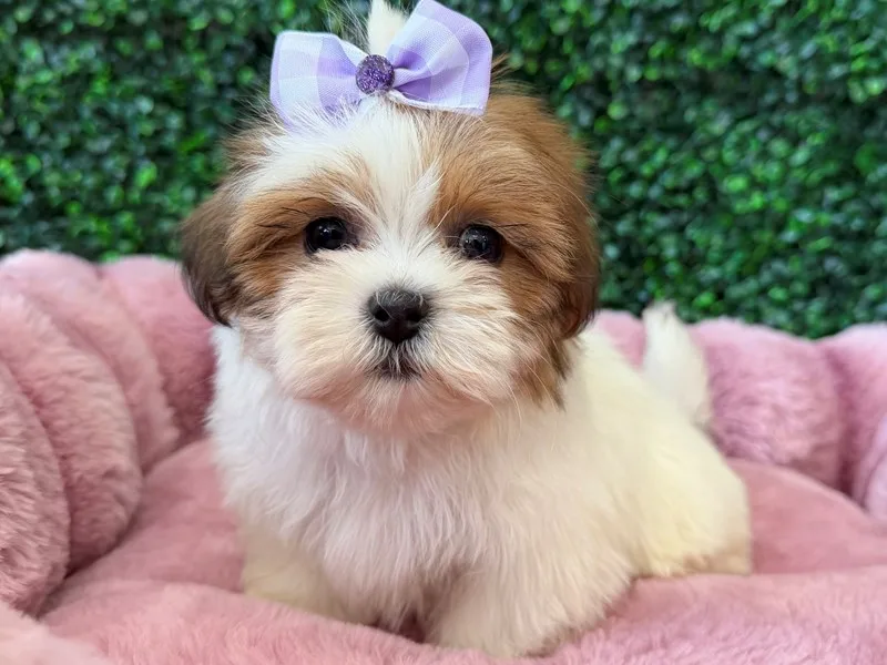Maltitzu Puppy, Female, #2209