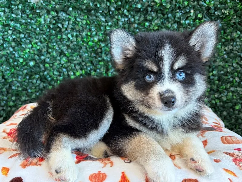 Pomsky Puppy, Male, #983 – photo 3